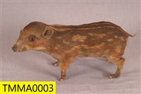Formosan Wild Boar Collection Image, Figure 5, Total 19 Figures